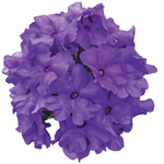 Verbena Vera Trailing Deep Blue